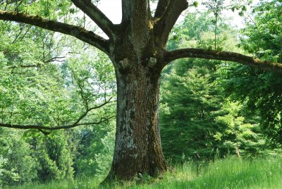 Fraxinus excelsior - jasan ztepilý -kmen (25)